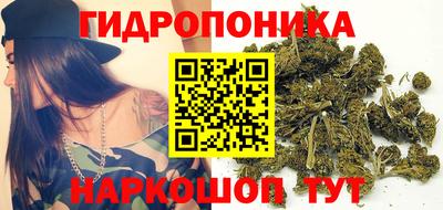 шишки Аргун