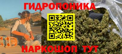 шишки Аргун